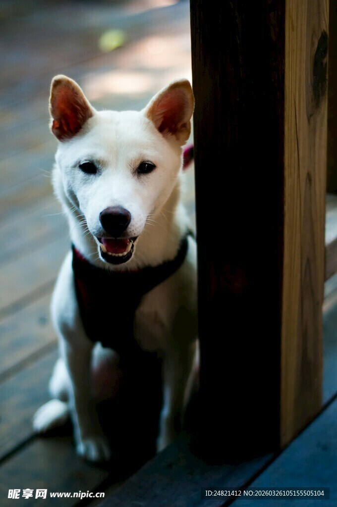 可爱白狗坐于门旁
