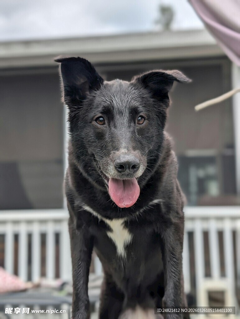 可爱黑犬吐舌开心模样