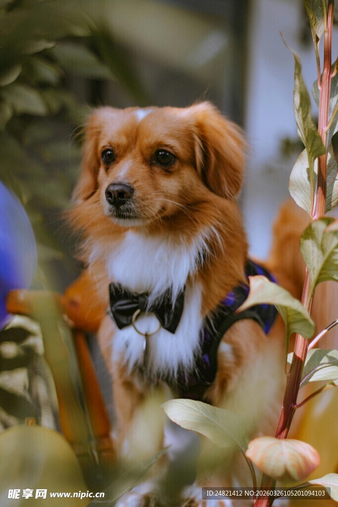 可爱萌宠小狗置身花草间