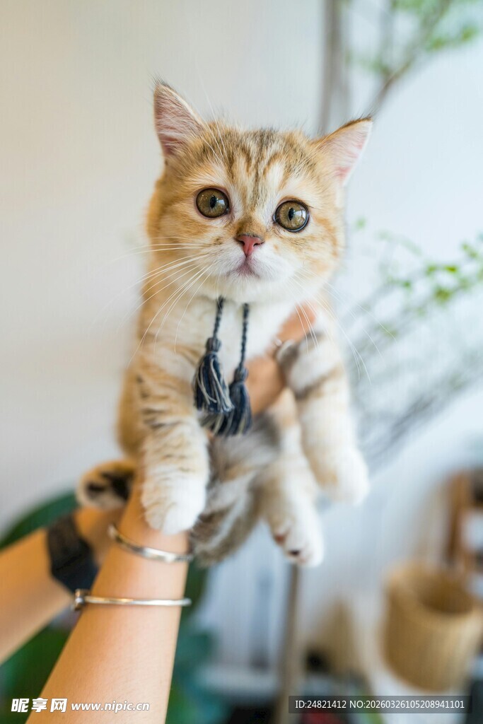 可爱小猫被人温柔托起