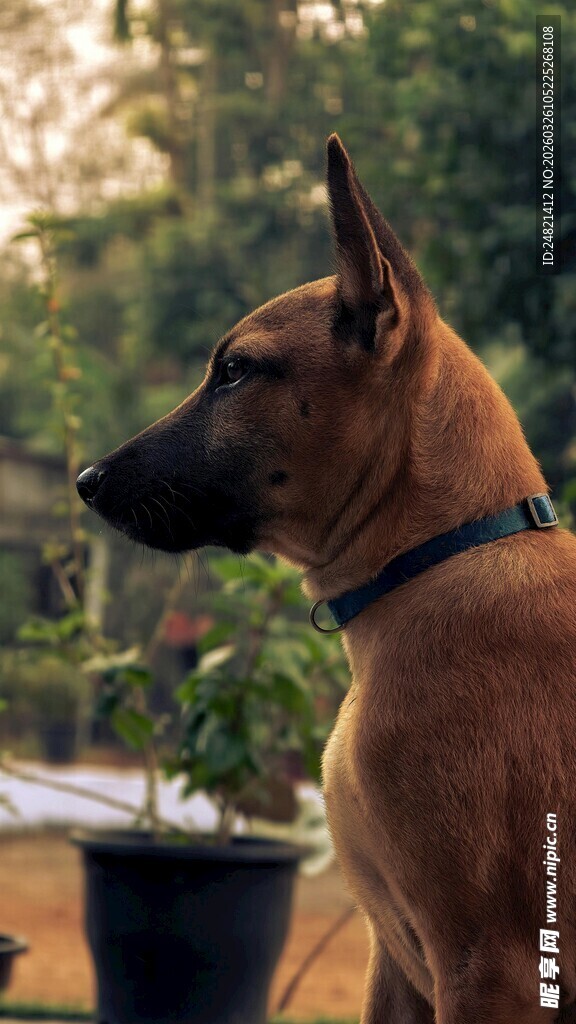 户外侧立的帅气大狗