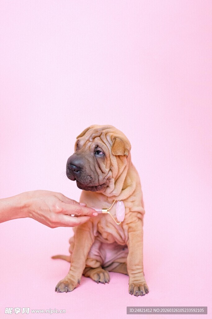 抚摸可爱沙皮幼犬瞬间