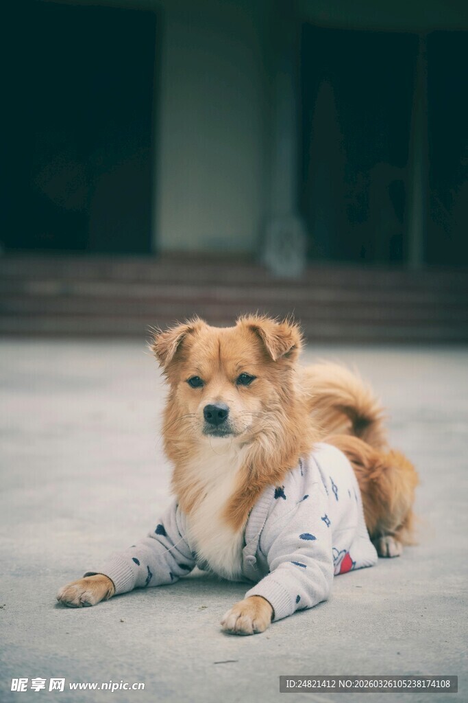 穿着衣服趴地的可爱小狗