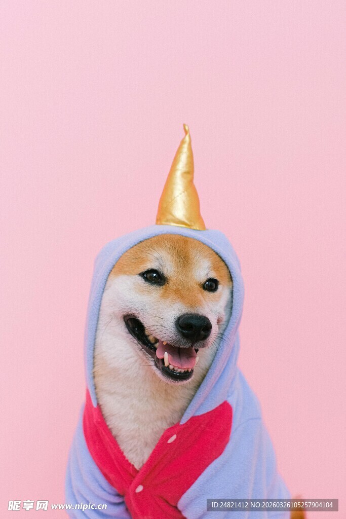 戴独角帽的可爱柴犬