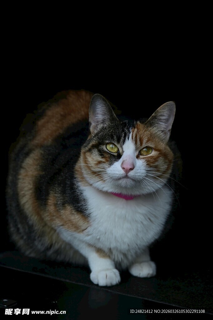 三色猫咪可爱端坐