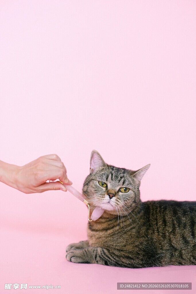 猫咪惬意享受喂食时刻