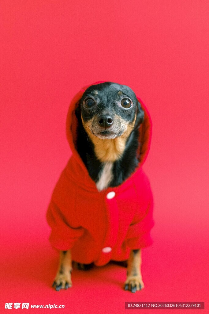 穿红衣的可爱小狗