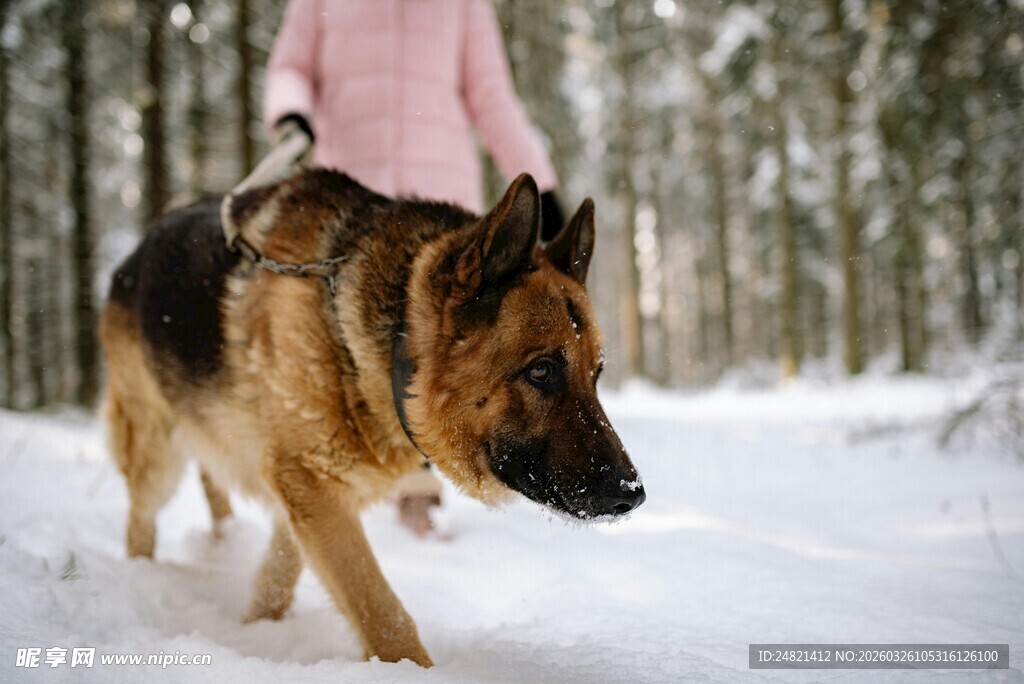雪地中女子与德国牧羊犬同行