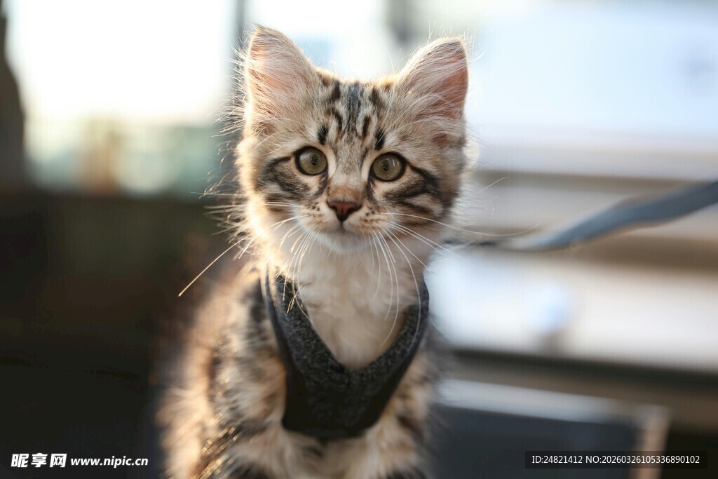 可爱小猫穿戴帅气小装备