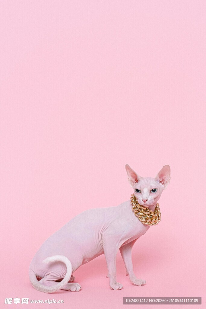 粉色背景下的无毛猫