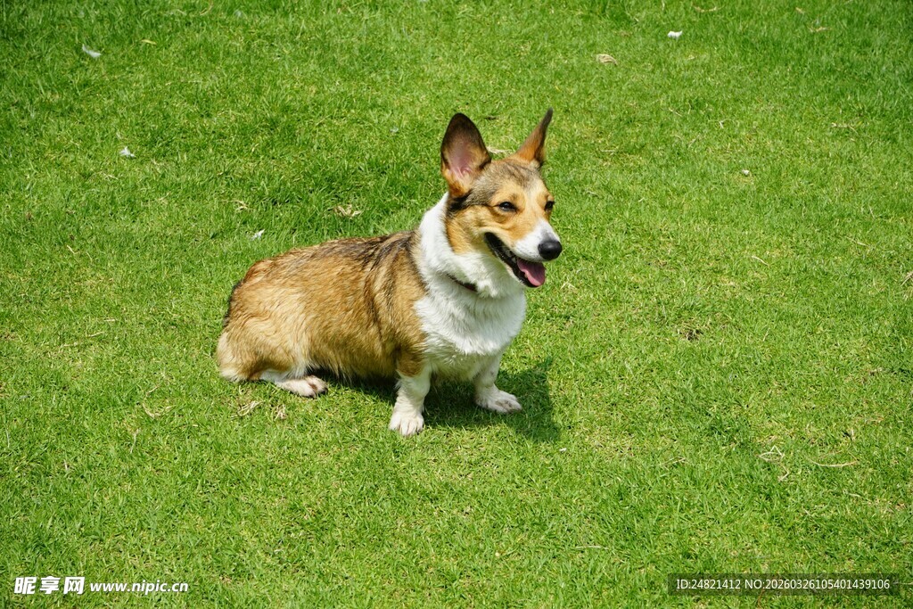 草地上的可爱小柯基
