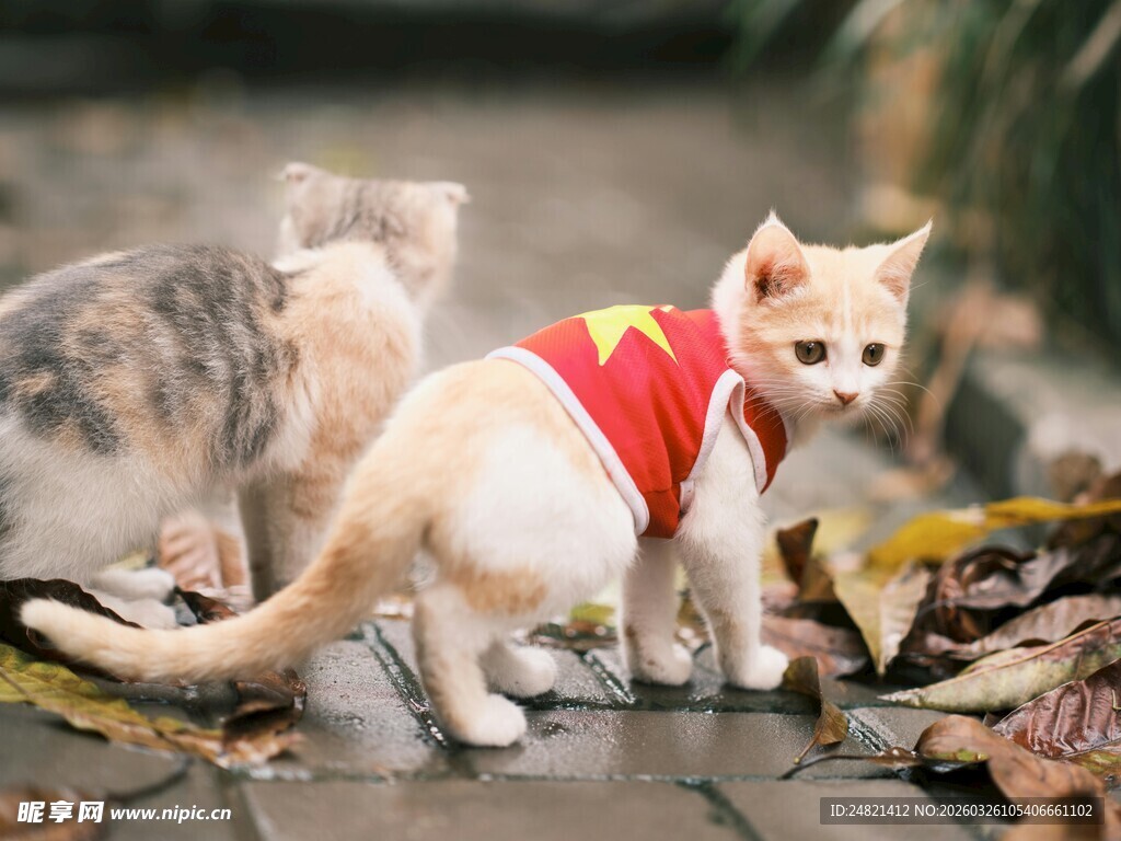 穿红衣小猫与伙伴在落叶中