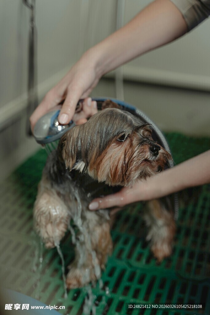 给狗狗洗澡的温馨瞬间