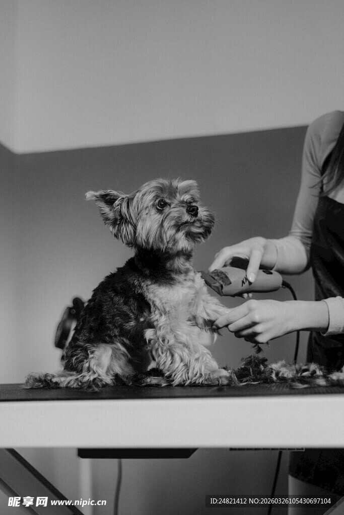 宠物狗美容现场