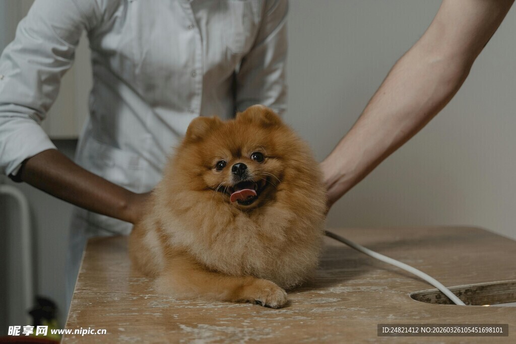 宠物狗接受兽医护理