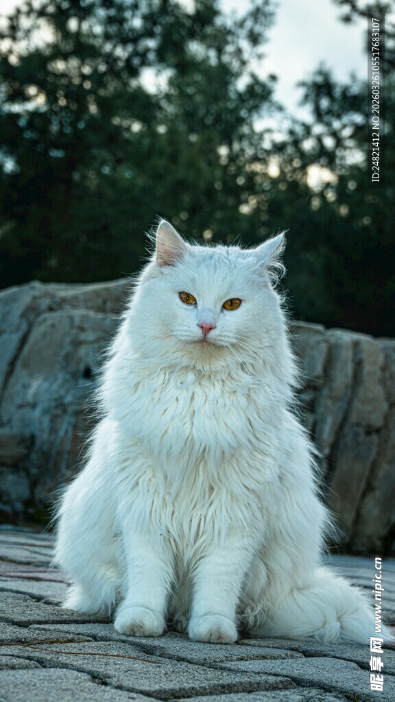 优雅白毛猫静坐在户外