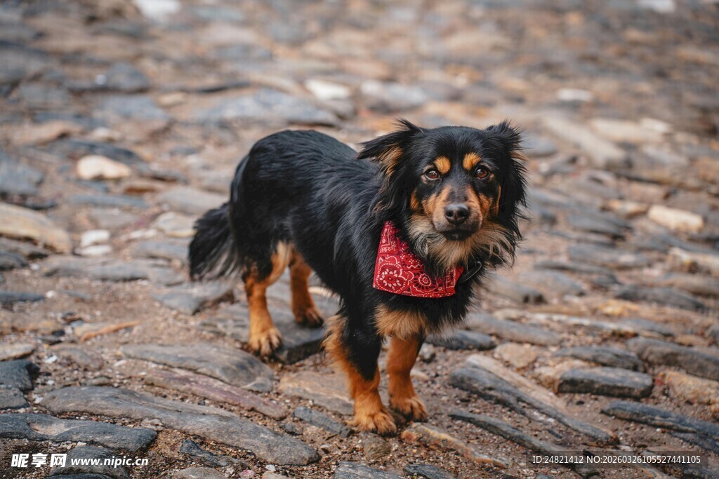戴红围巾的可爱小狗