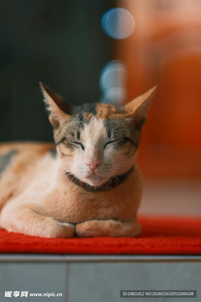 慵懒猫咪趴卧红垫上