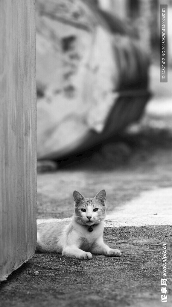 墙角下的可爱小猫咪