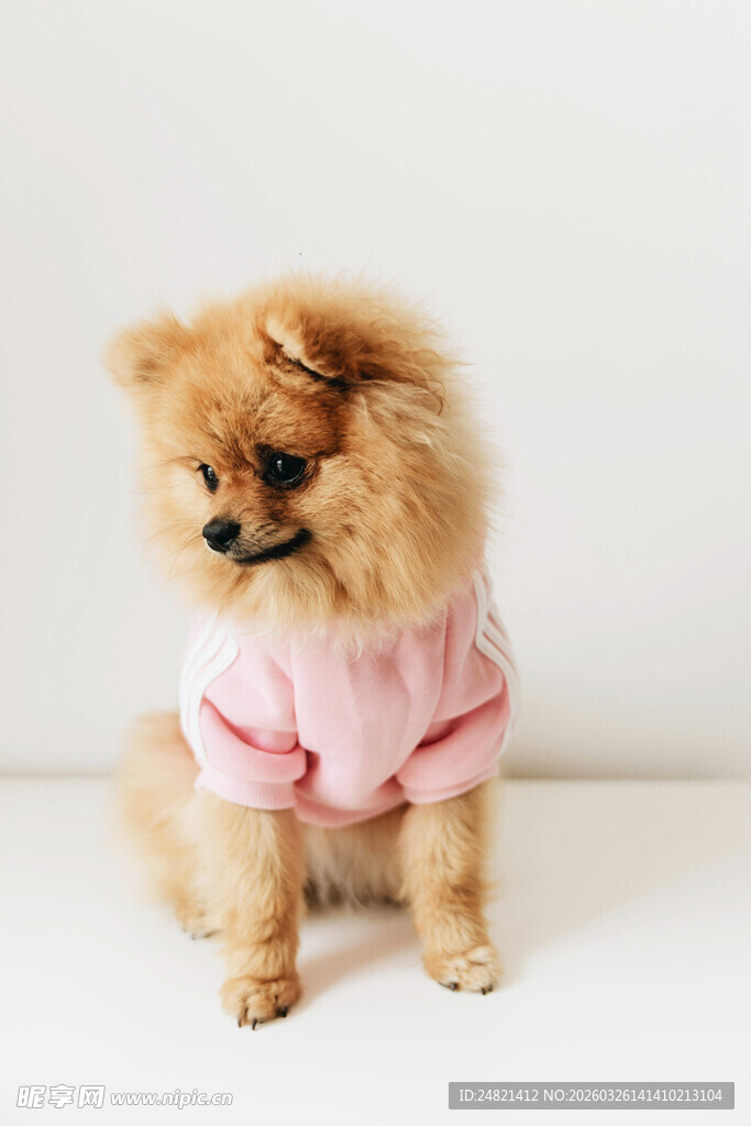 穿粉衣的可爱博美犬