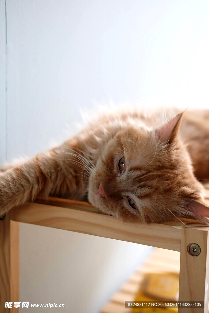 橘猫惬意趴桌酣睡