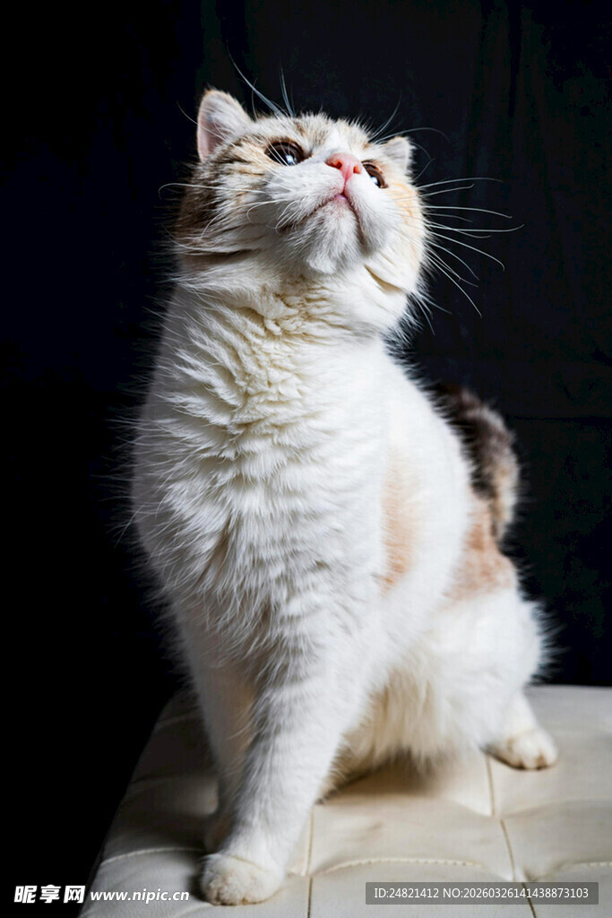 可爱猫咪抬头望向上方