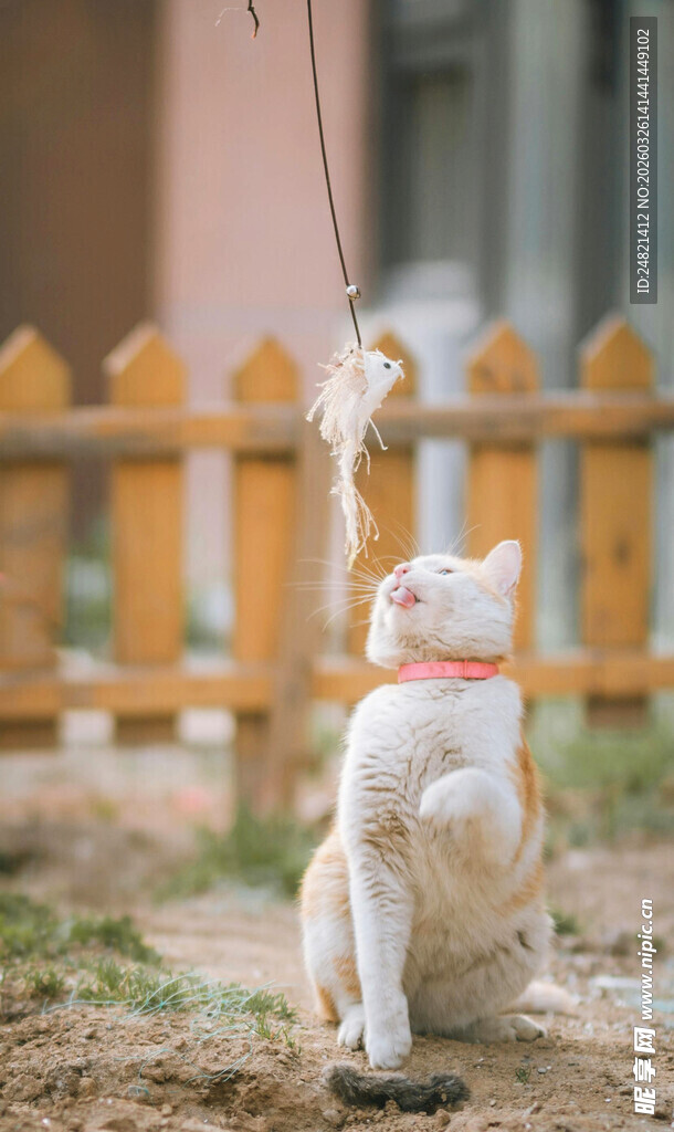 猫咪后腿站立伸手玩耍