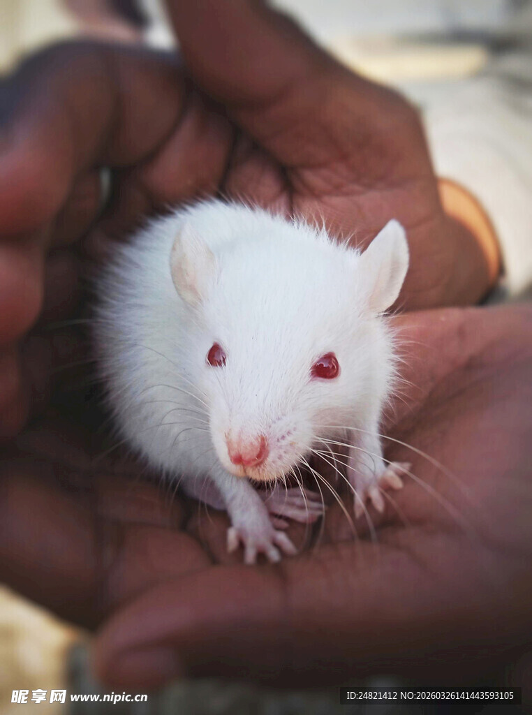 手掌上的小白鼠