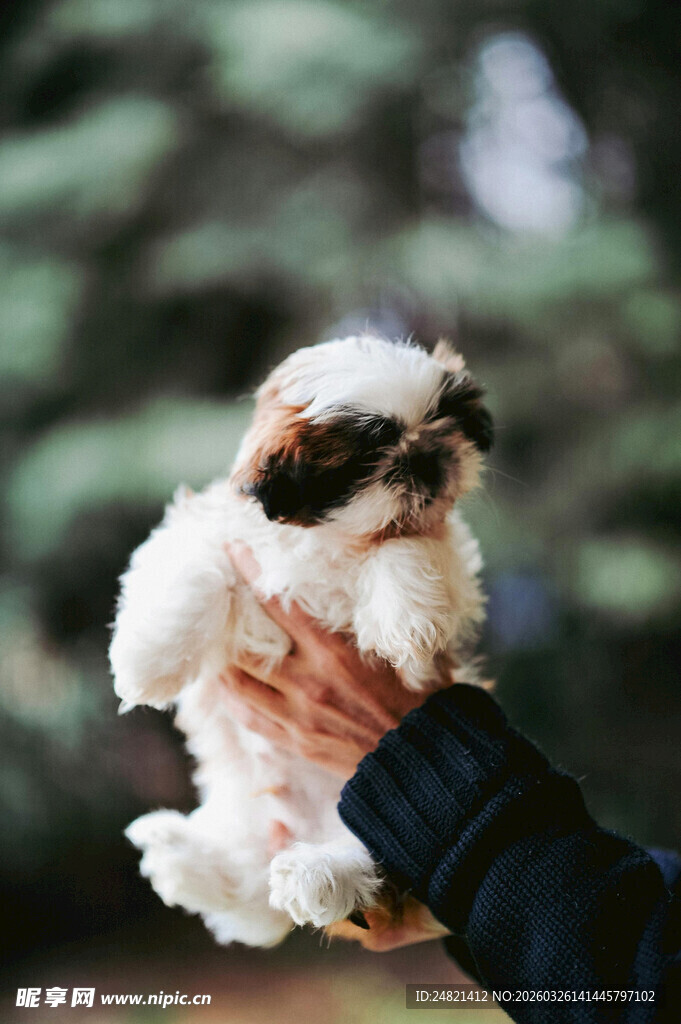 手托可爱小狗毛发蓬松