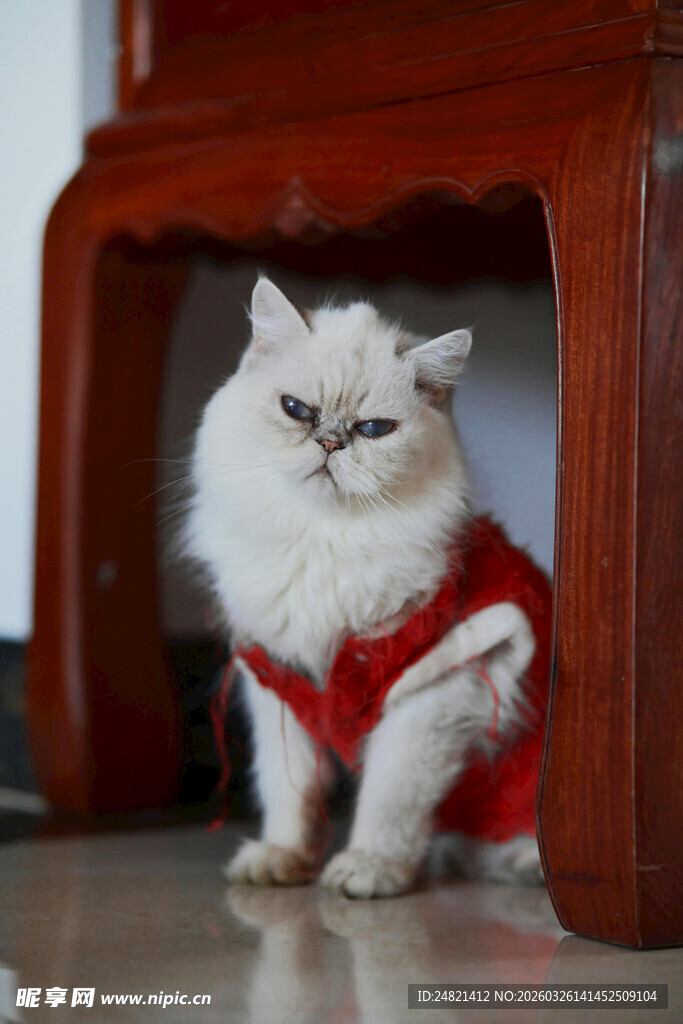 穿红衣的可爱猫咪