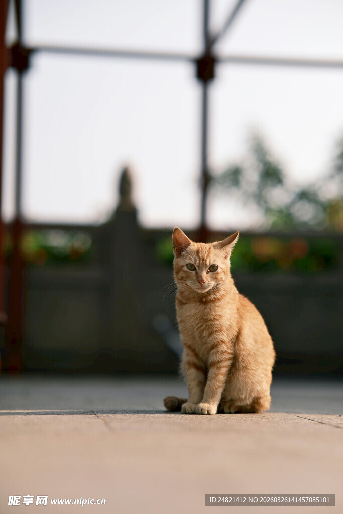 独坐的橘猫