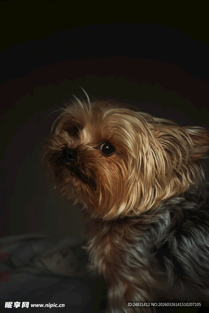 可爱约克夏犬的呆萌瞬间