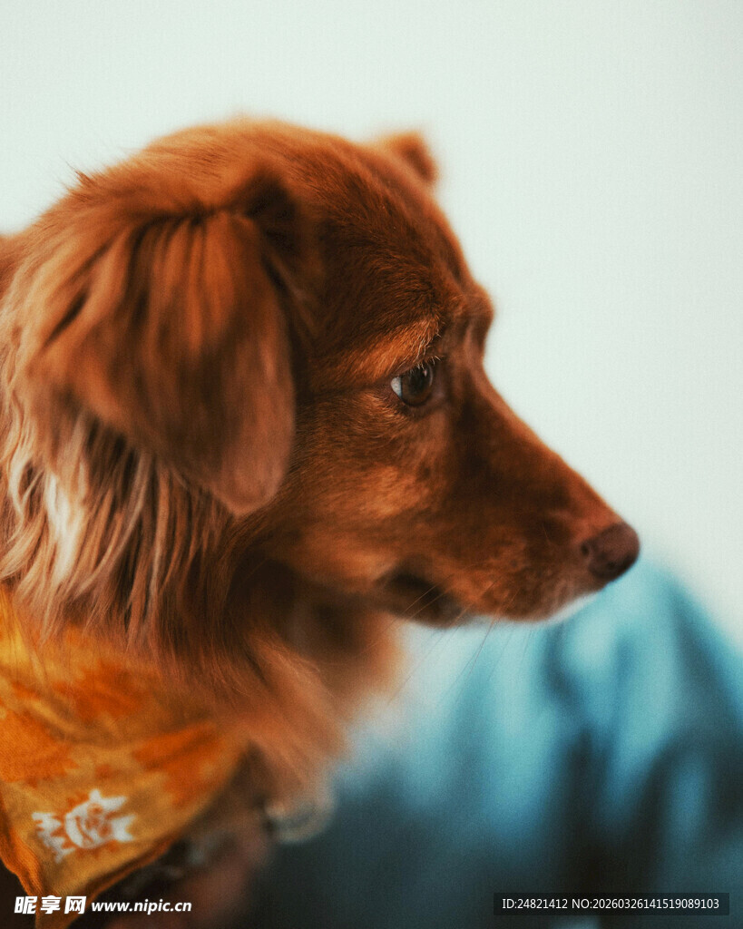 可爱长毛腊肠犬侧颜