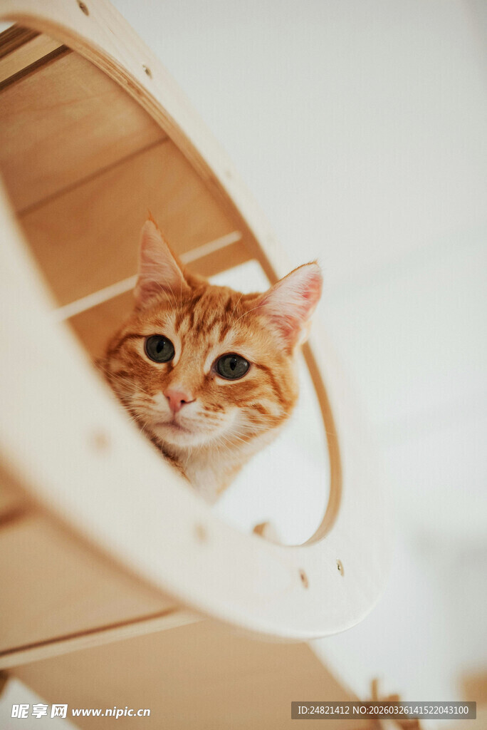 小猫躲在猫窝中张望