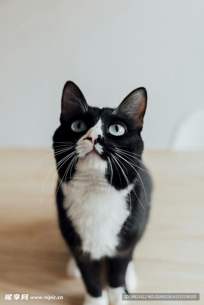 黑白萌猫抬头望