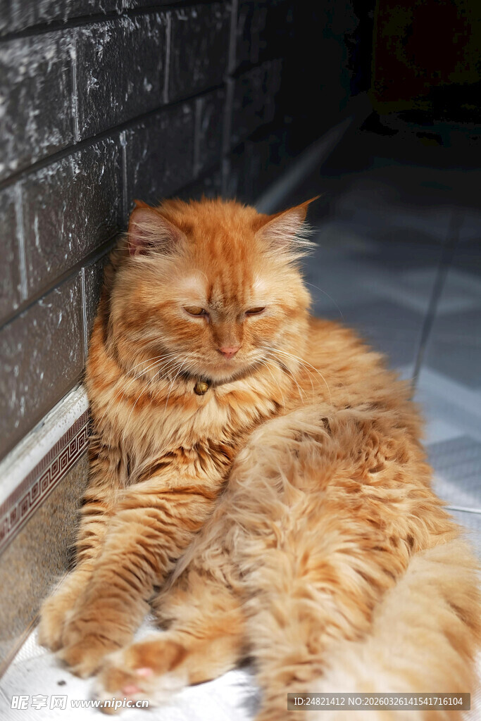 慵懒长毛猫惬意躺卧