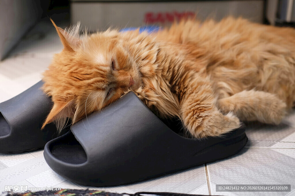 猫咪惬意躺卧在拖鞋上