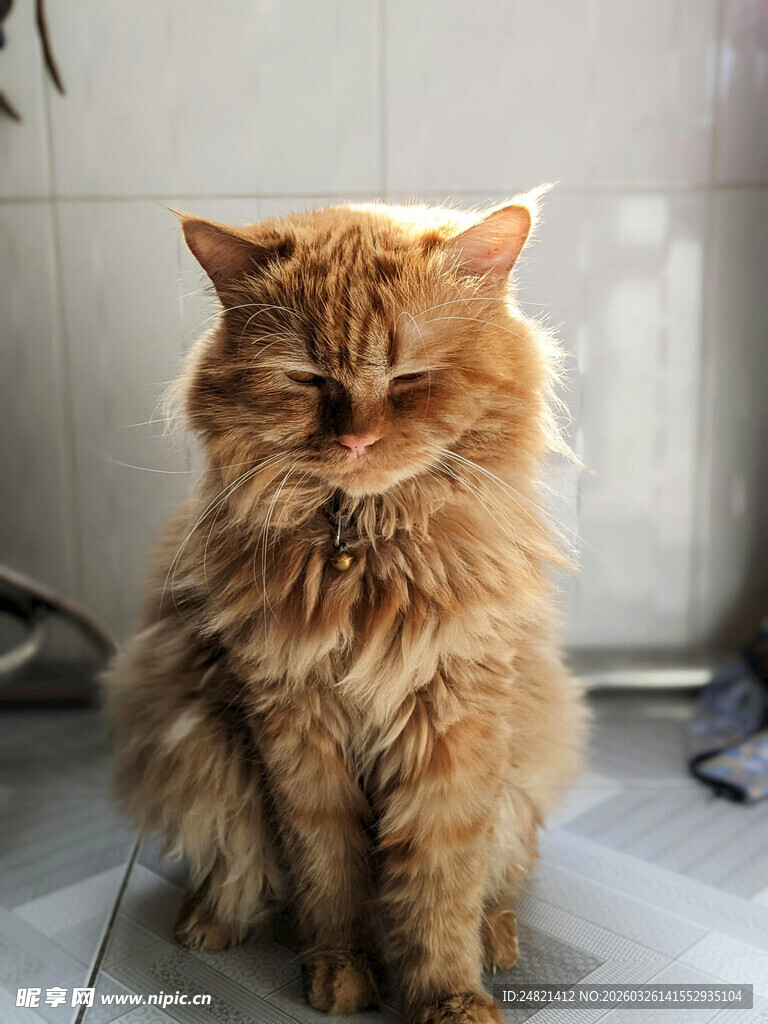 慵懒长毛猫安静坐着