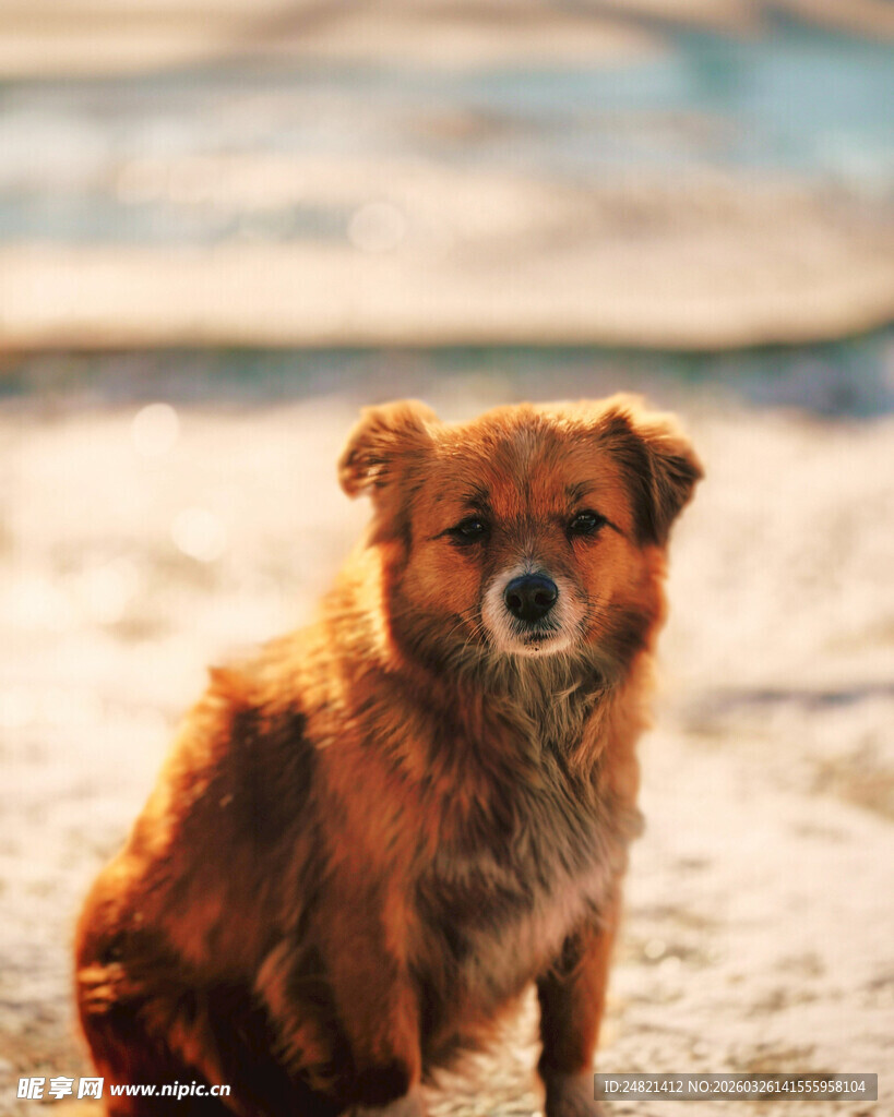 沙滩上的棕色小狗