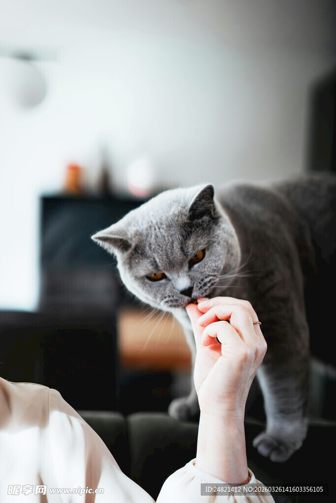 人与灰猫互动温馨瞬间