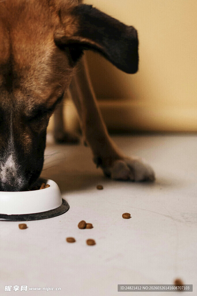 小狗低头享用盘中狗粮