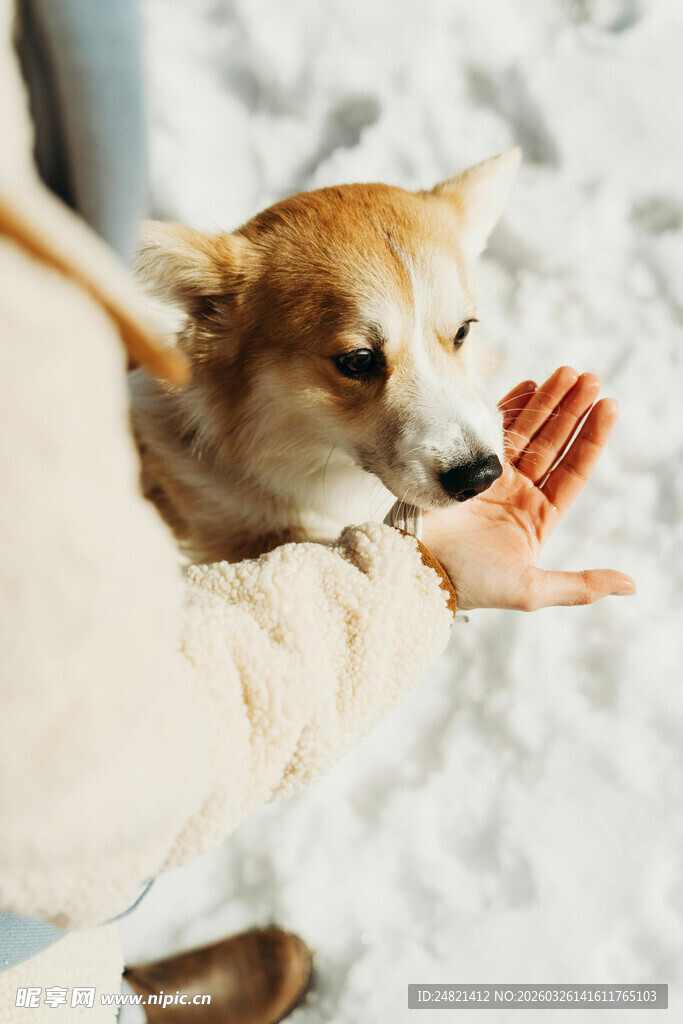 雪地中人与小狗温馨互动