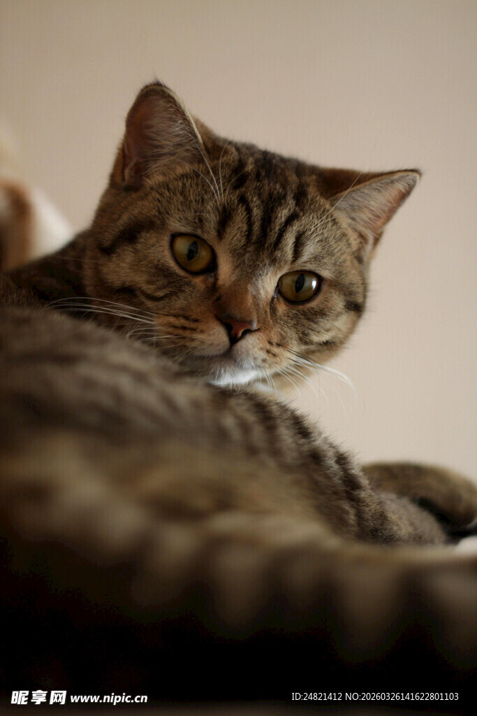 慵懒猫咪惬意躺卧