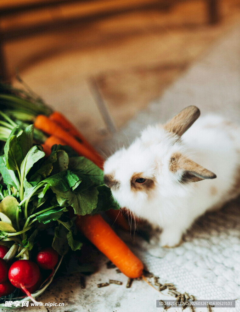 白兔嗅闻新鲜蔬菜