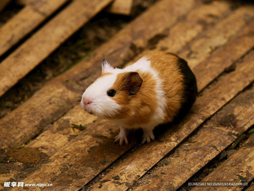 可爱豚鼠于木质地板上