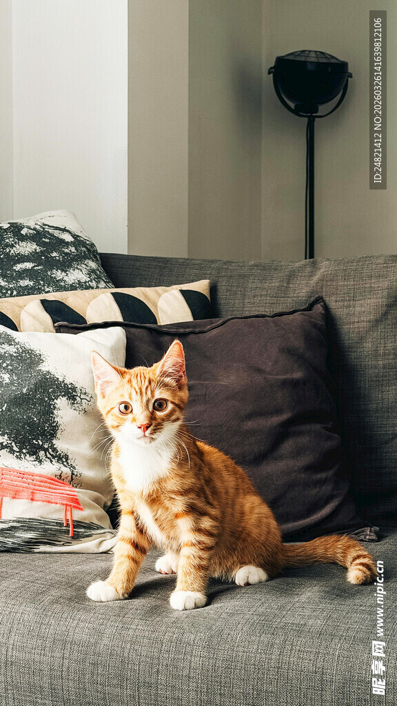 沙发上的可爱猫咪