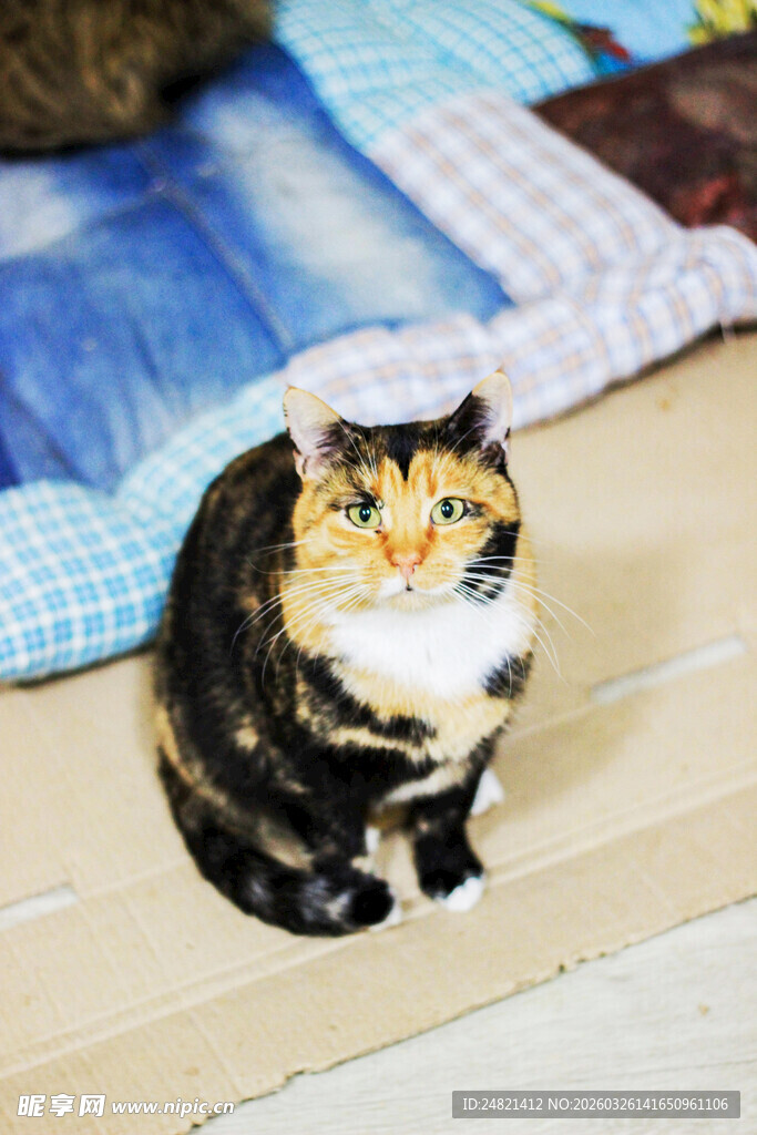 三色猫咪安静蹲坐