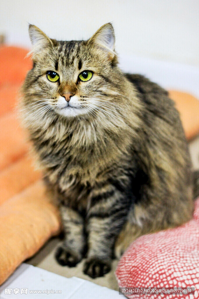 长毛猫咪乖巧地坐着