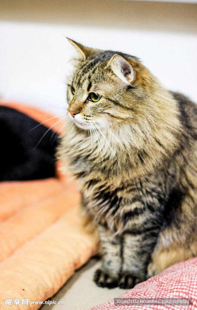 长毛猫咪坐于多彩垫子上