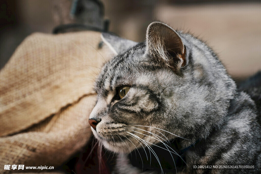 灰猫侧头望向一侧